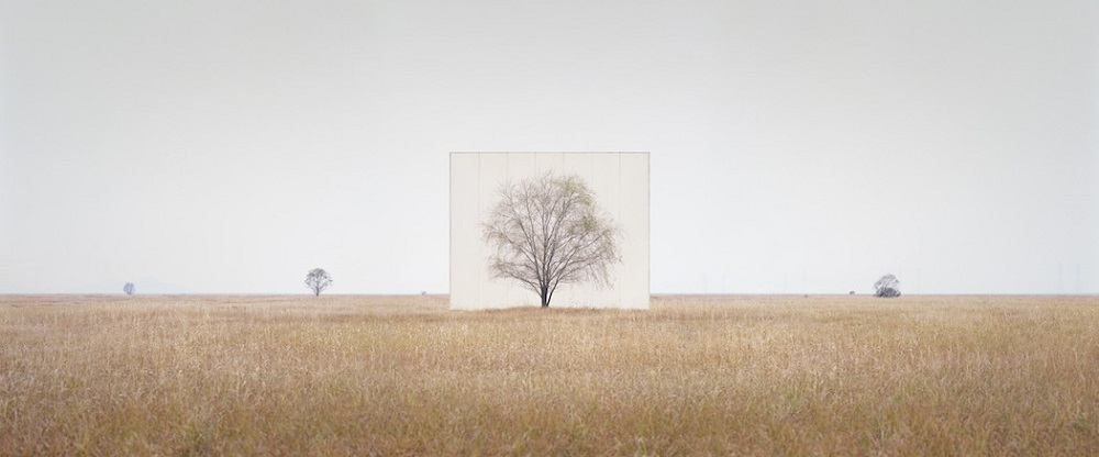 이명호 '나무... #3' (2013)